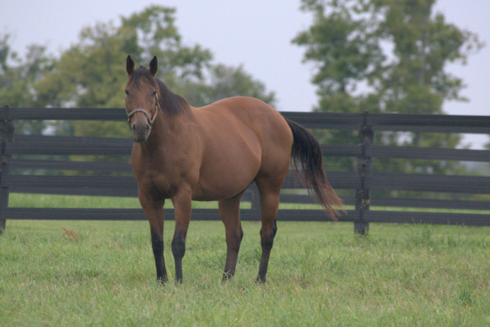 Thoroughbred mare Mistical Plan at pasture.