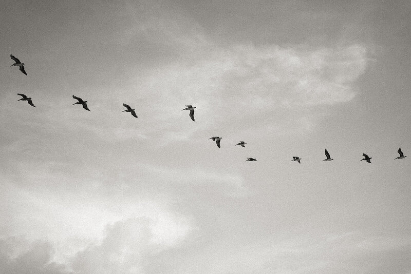 Black and white photo of birds flying over the beach