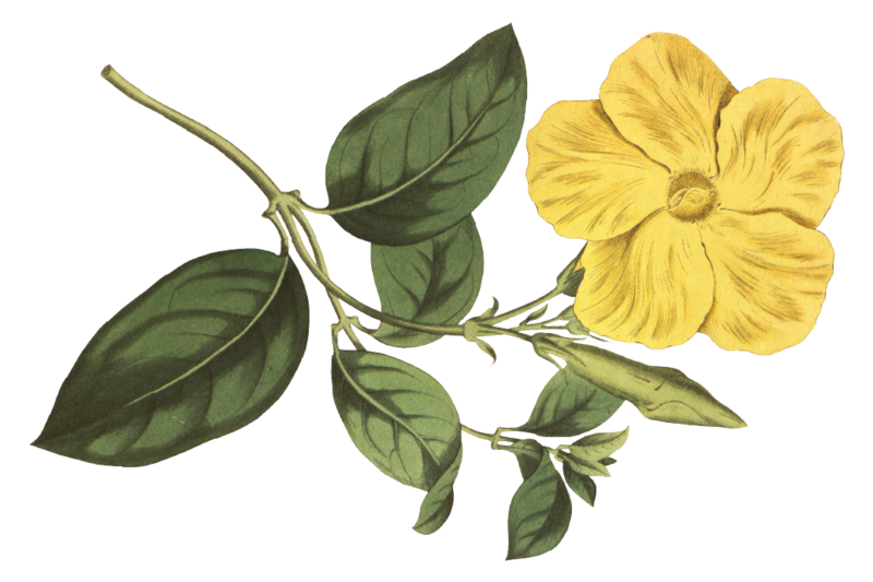 Homepage_yellowflower
