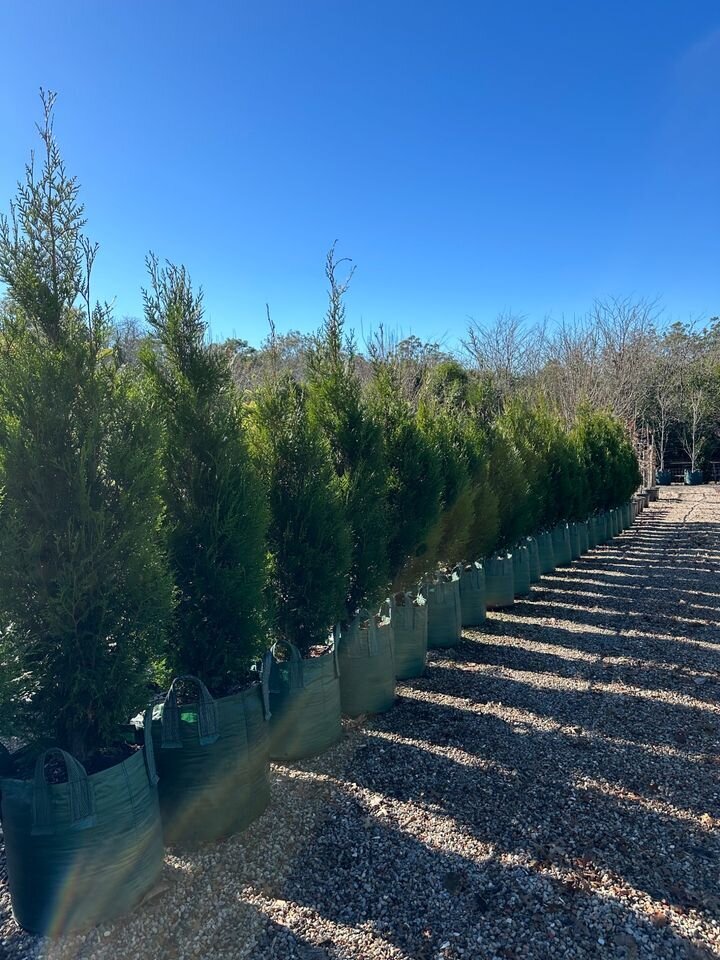 Conifers - Western Red Cedar - Upright - Thuja Plicata Fastigiata