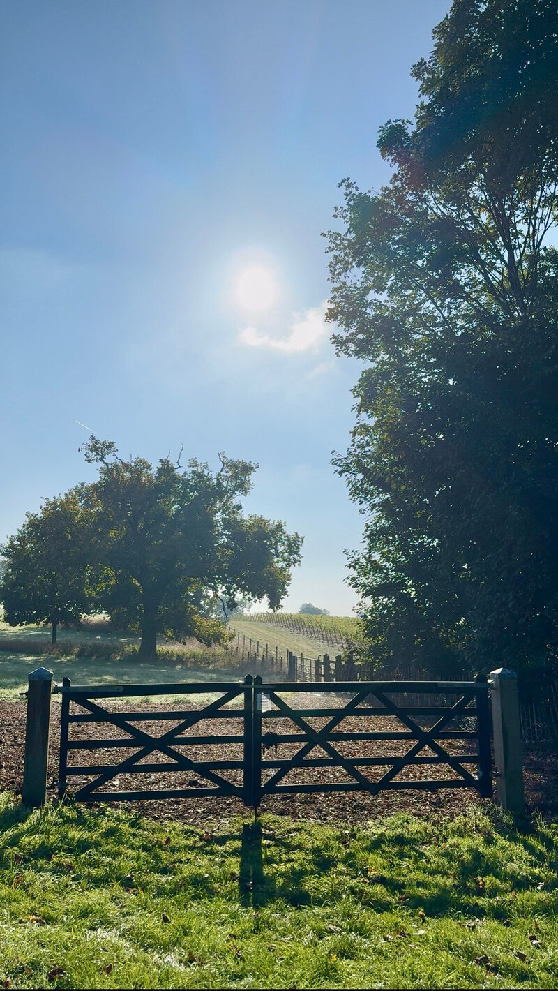 The morning sun shines high in the sky over a closed farm gate leading to a vineyard. There is a large tree to the left of the entrance. 