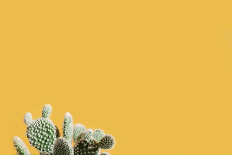 Small cactus with soft spines on a bright yellow backdrop, reflecting fun and friendly design in Lasso Digital Studio branding