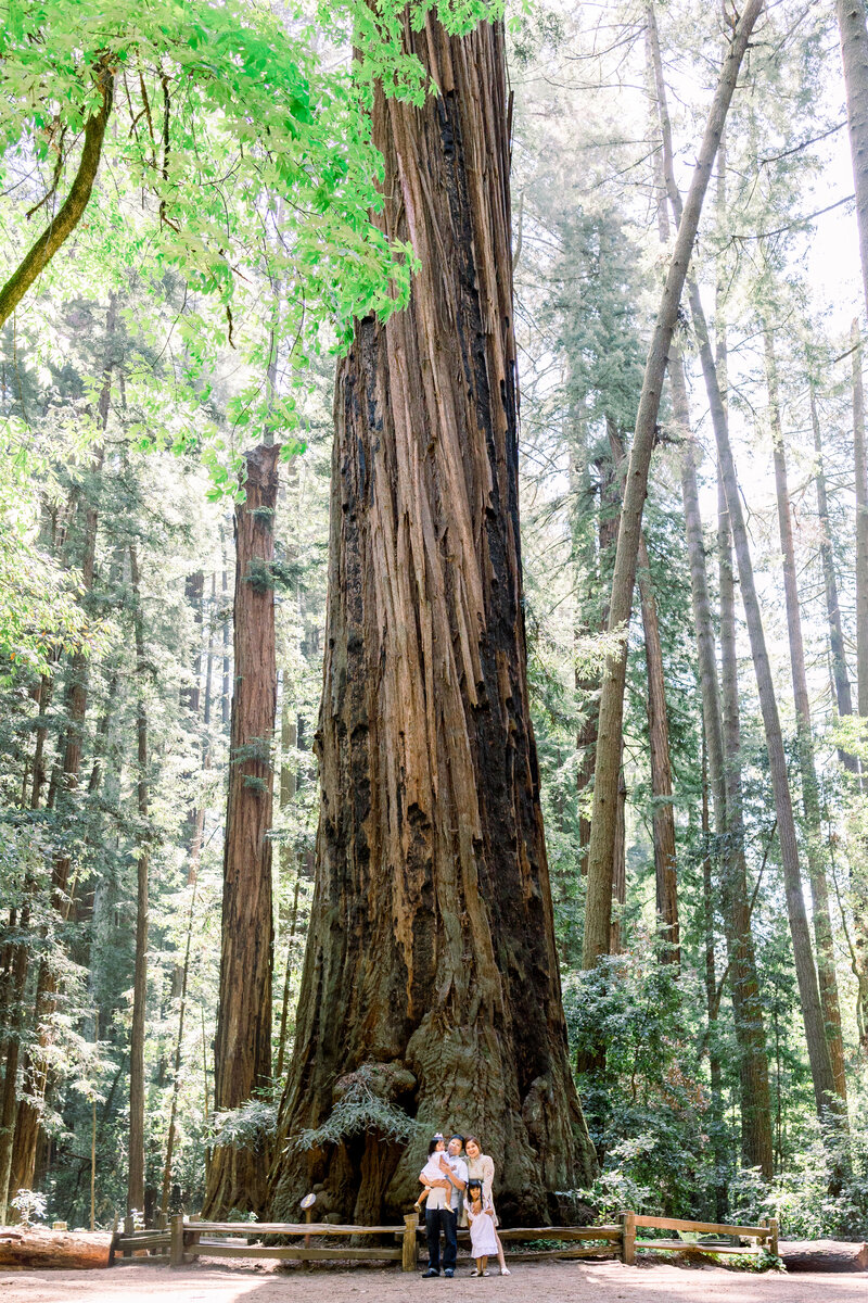 Family poses against a giant redwood tree in Santa Cruz for their family photos