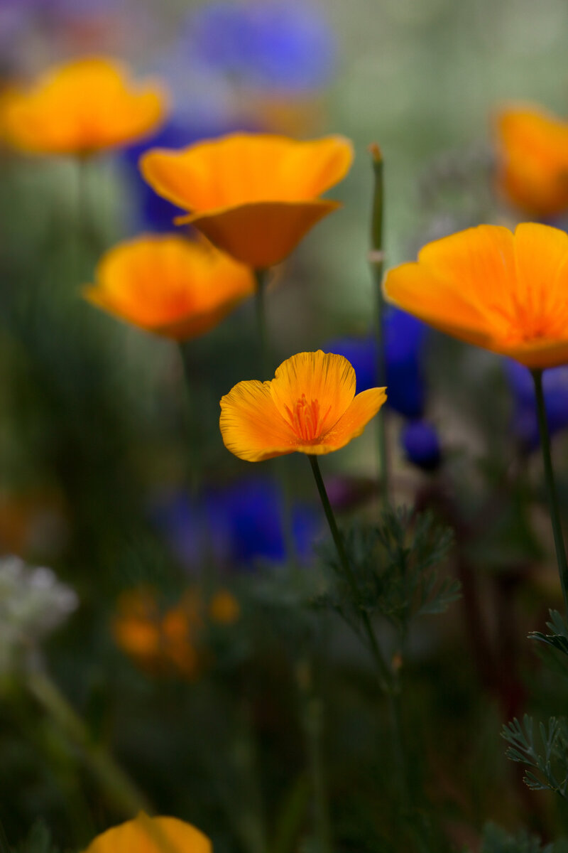 Mexican Poppies
