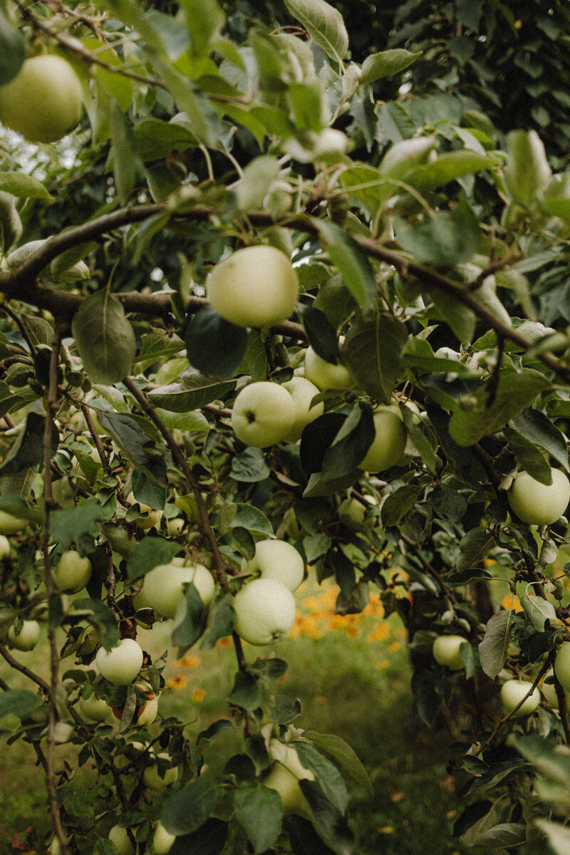 kaboompics_abundant-harvest-apple-trees-in-full-bloom-36487