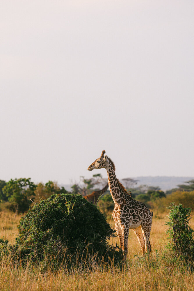 safariedited-270