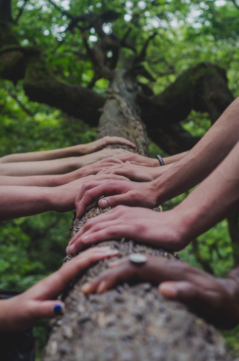 Mains sur un tronc d'arbre