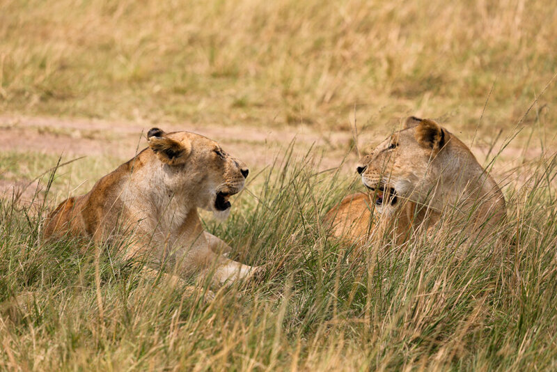 safariedited-055