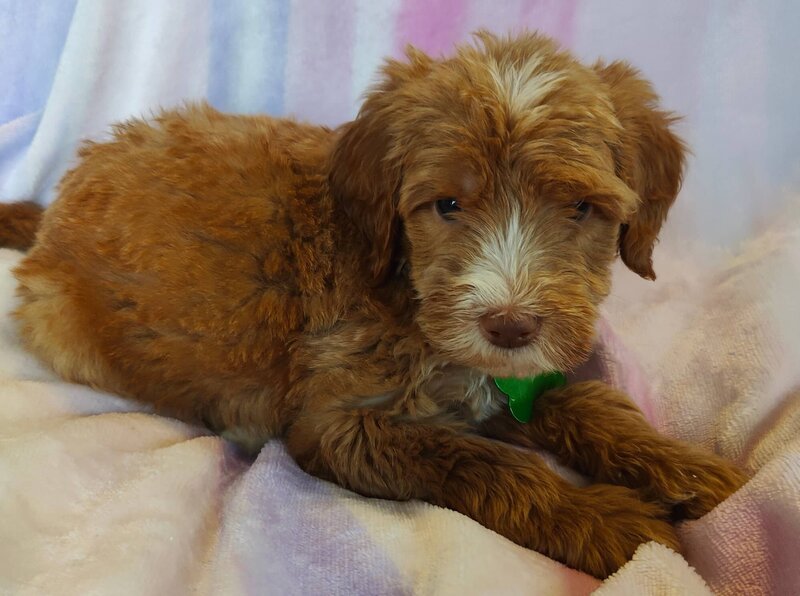 Small Country Mini Doodles Kansas City Cavapoos448978140_1139590943766876_1098323534305348978_n