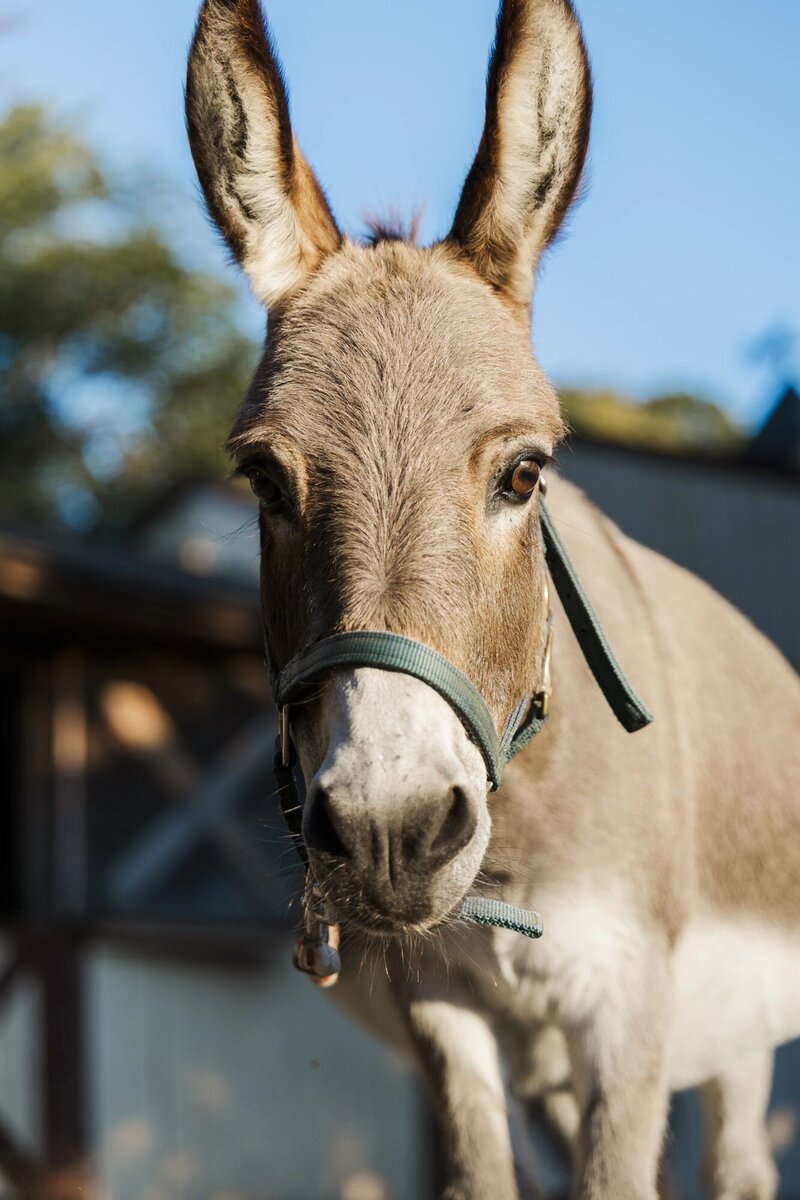Natural Hudson Valley pet photographers near The Garrison with relaxed outdoor sessions