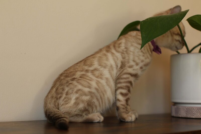 Sienna x Benny_Purple_2