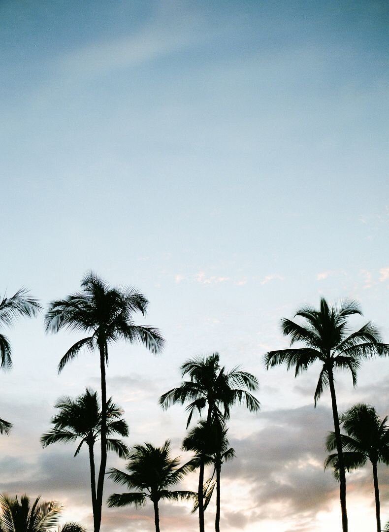 Los Angeles-palm-trees-luxury-living