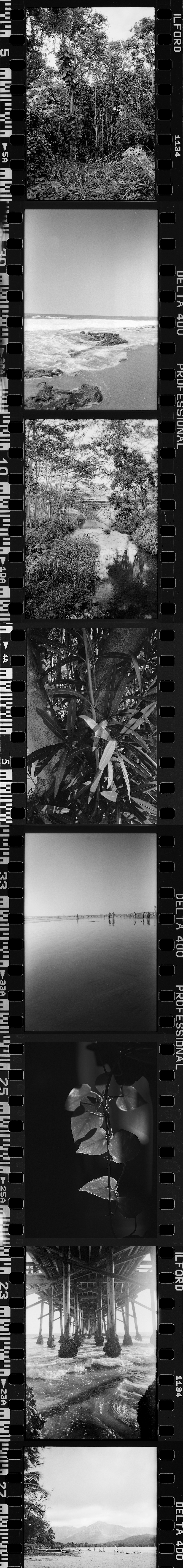 Black and white images of tropical plants and beach  in Kauai with film reel frames