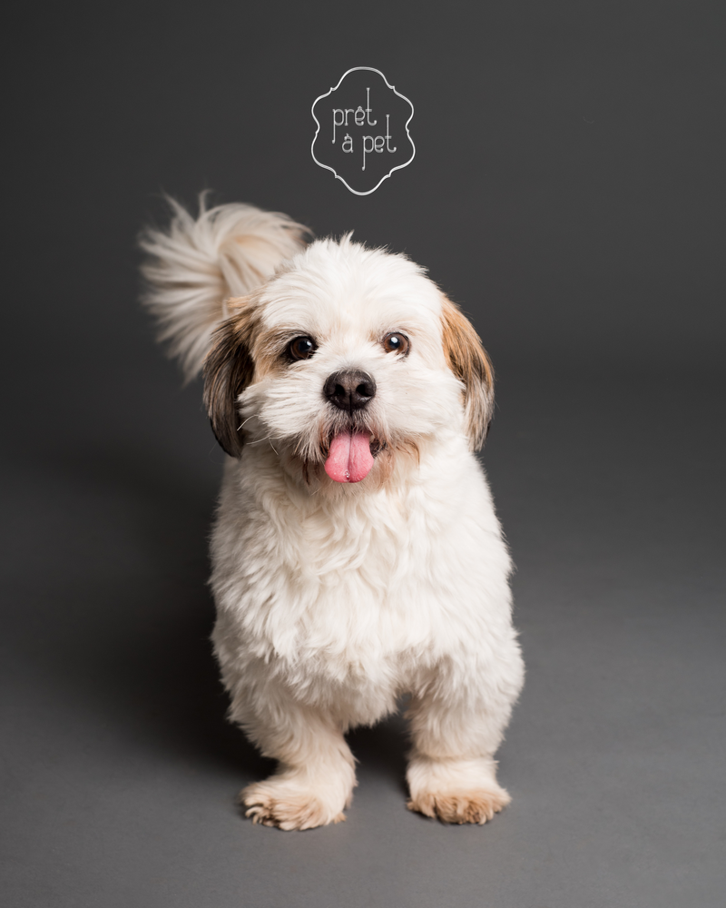 pret a pet caniche