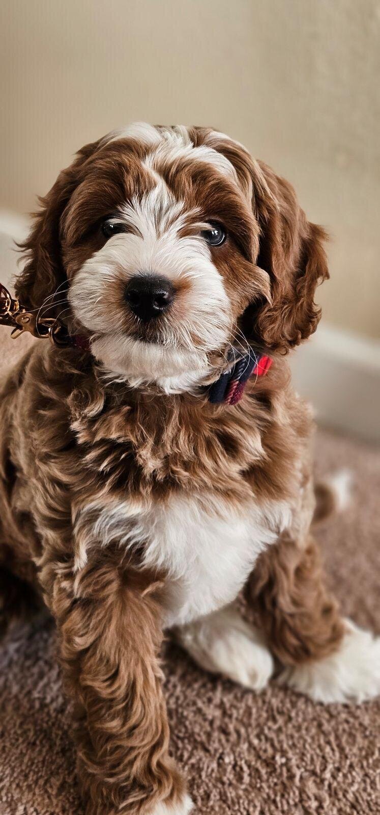 red and white tuxedo wavy coated mini goldendoodle puppy