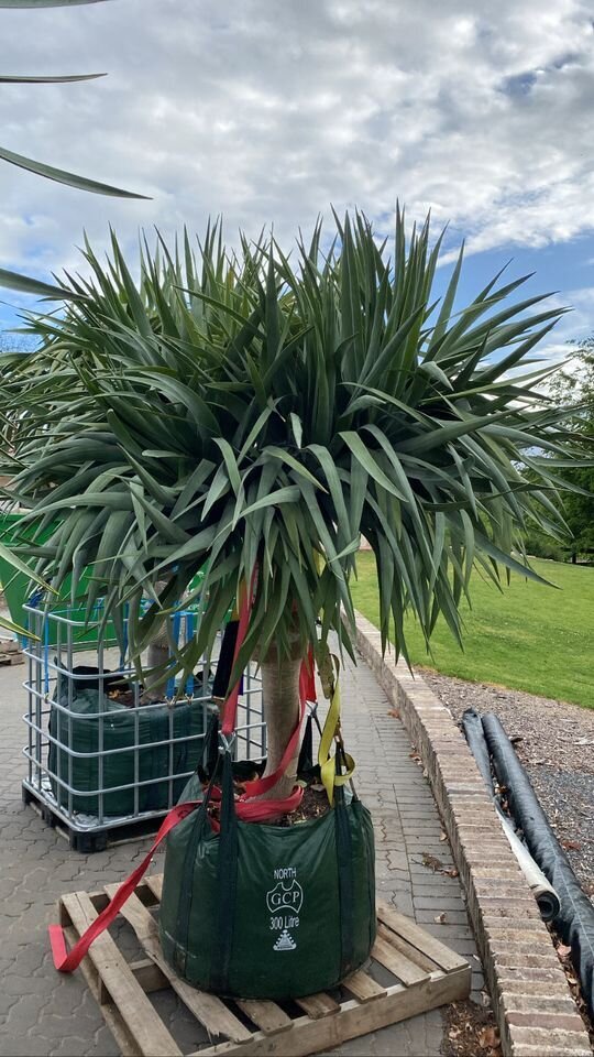 Dragon Tree Multi-Headed - Dracaena Draco Dragon Tree - Exotic plants and trees sydney - Go Green Nurseries