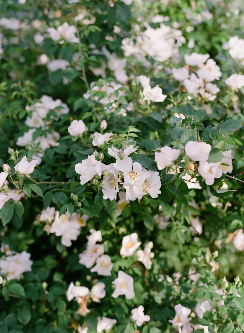 Halifax Wedding Photographer, Jacqueline Anne Photography, captures florals at Lightfoot and Wolfville.
