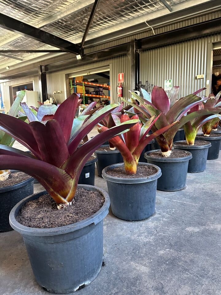 ALCANTAREA IMPERIALIS RUBRA - Imperial Bromeliad Rubra - Exotic plants and trees sydney - Go Green Nurseries