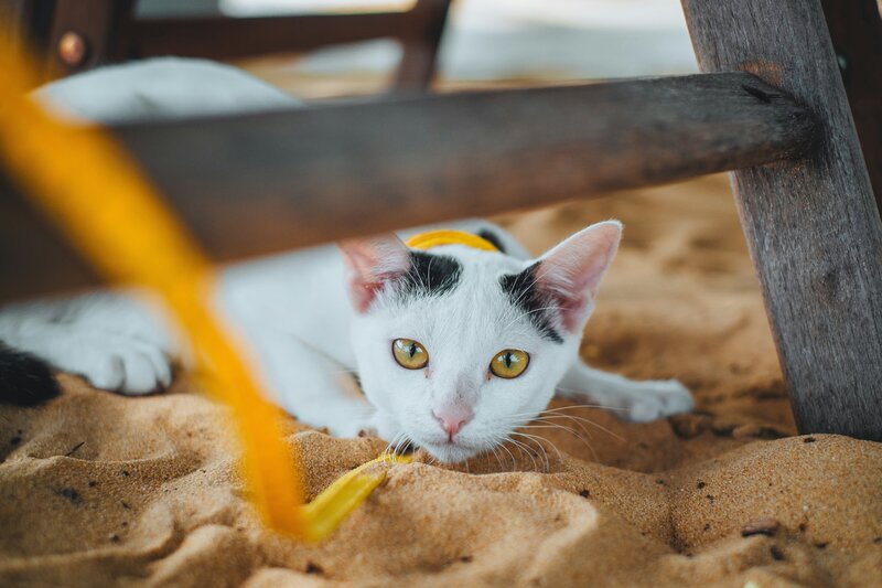 cat with striking orange eyes sitting under a beach chair