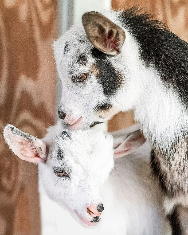 ocala florida pet photography of two goat kids