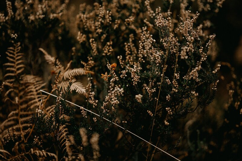 annie-spratt-dKEr63svYV4-unsplash
