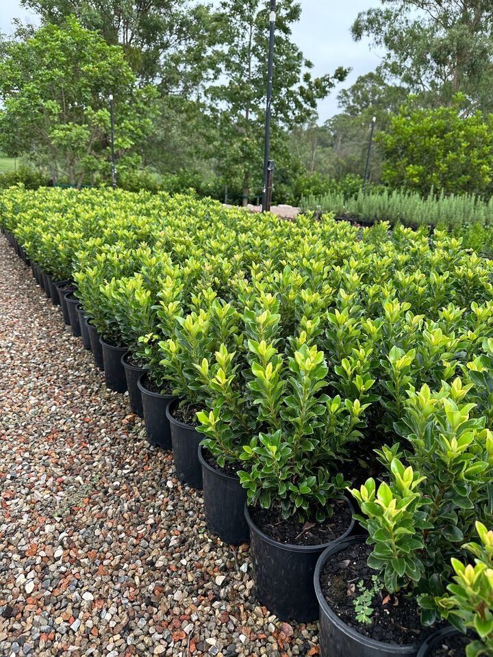 Indian Hawthorn - Rhapiolepsis Snow Maiden - Mature Hedges & Screens sydney