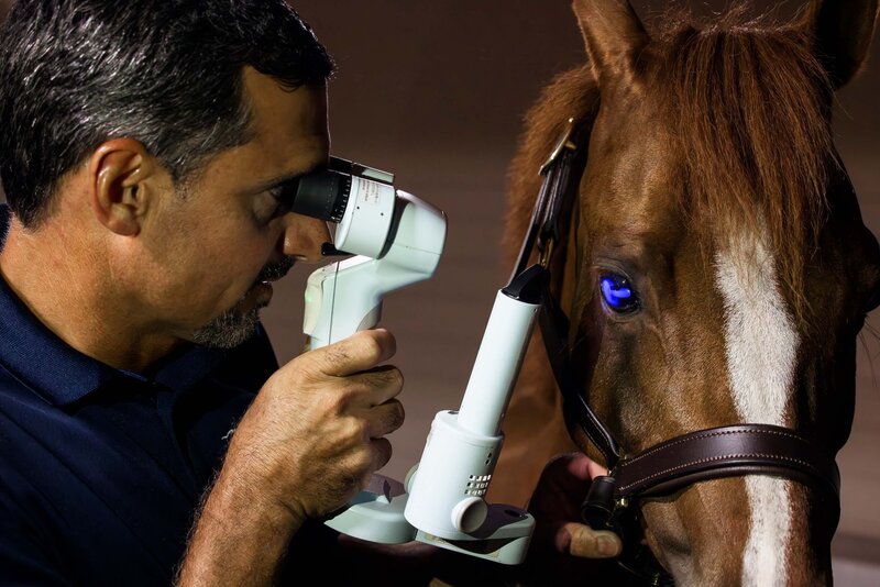 horse care