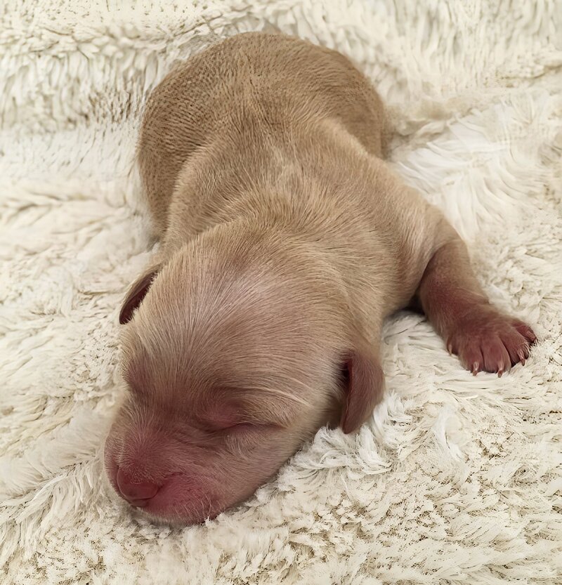 Red Goldendoodle puppy