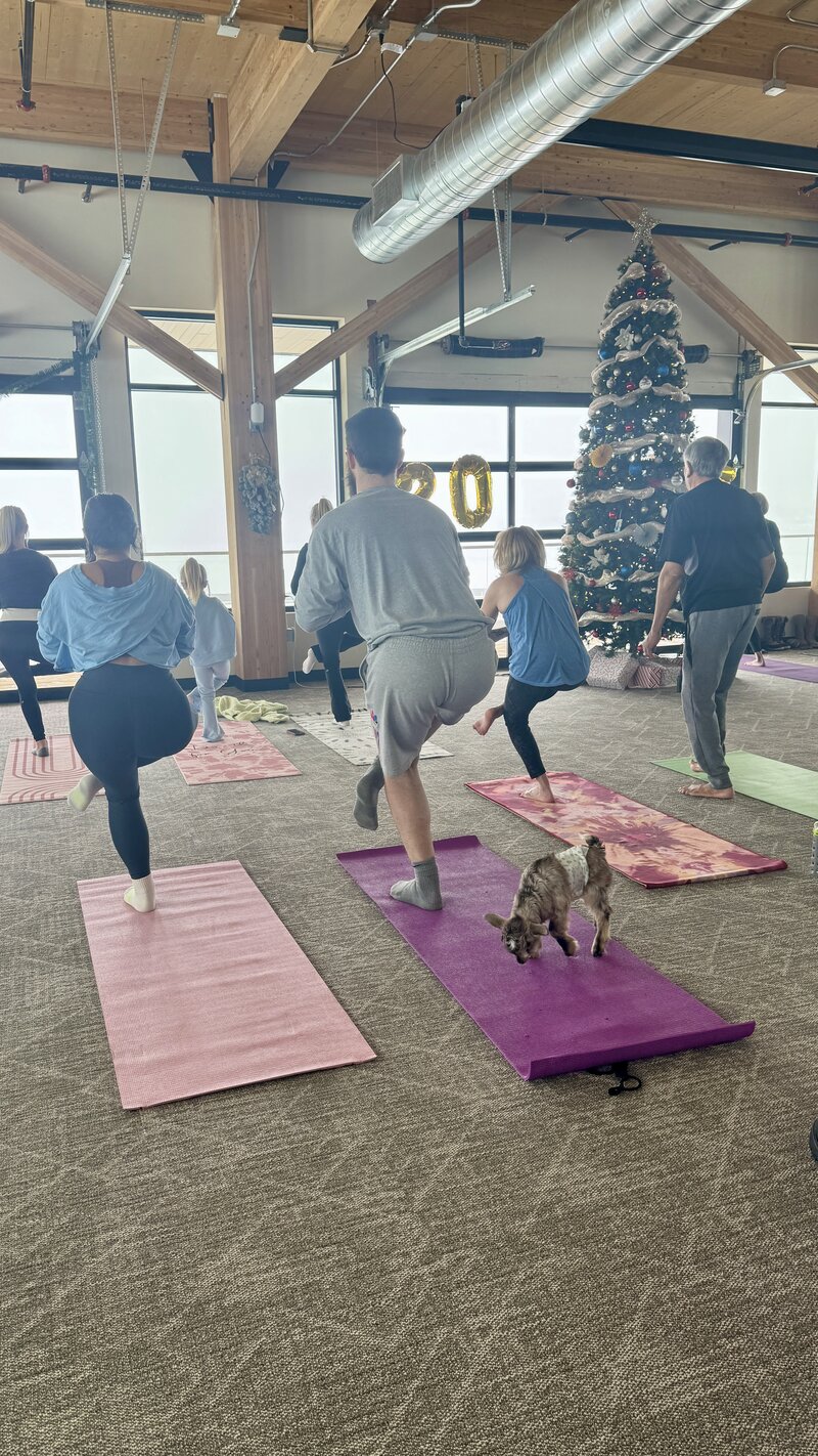 goat yoga 