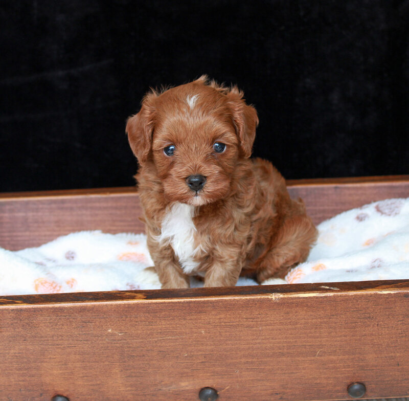 Tumbletwig 4 weeks