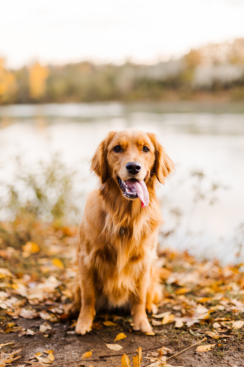 Candid Hudson Valley pet photos in Cold Spring with playful energy and real personality