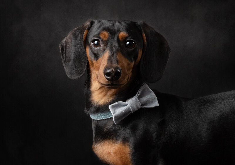 Black Dachshund Dog closeup with light blue bowtie