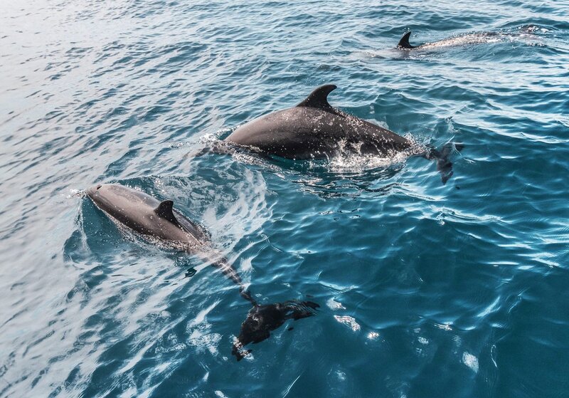 Doplhins_Careyes_NatGeo_Z2A8158