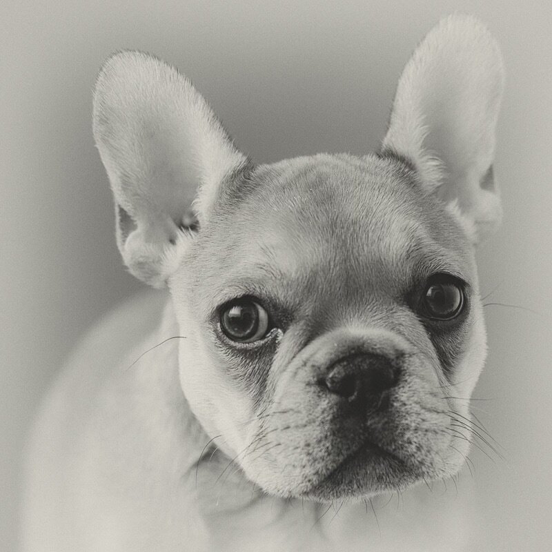 Bend-pet-portrait-photography