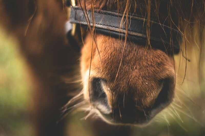 pexels-lum3n-44775-282893 (1)