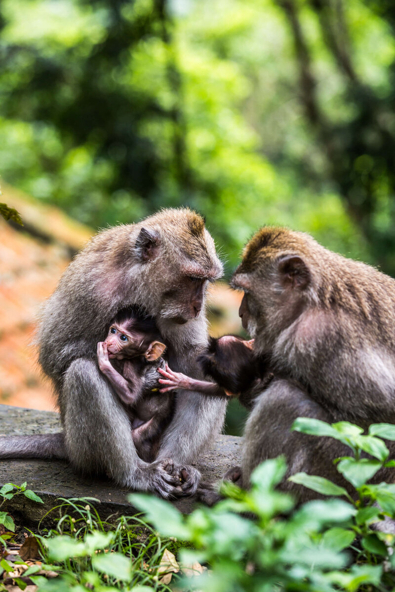 monkeys with baby in Ubud Monkey Forest