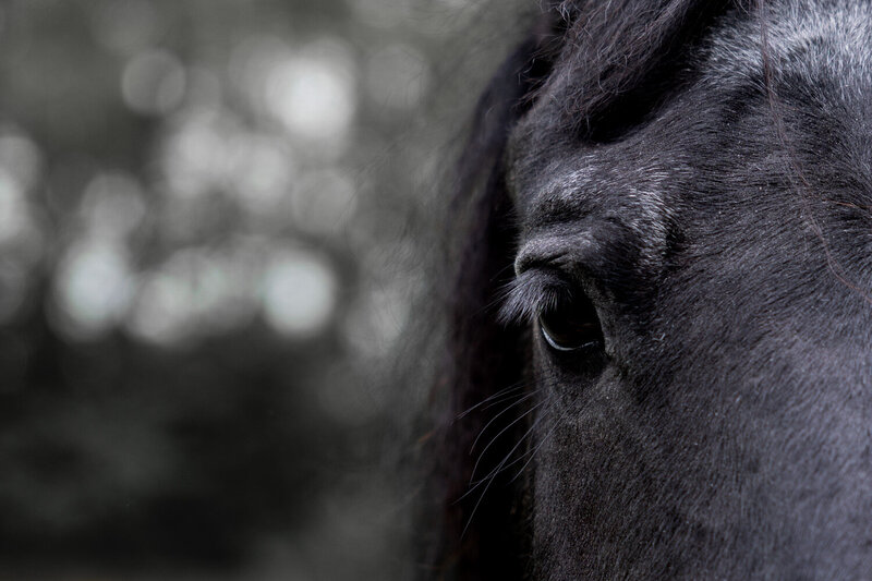 De wijze blik van paard Nynke tijdens het coachen met paarden in Roden..
