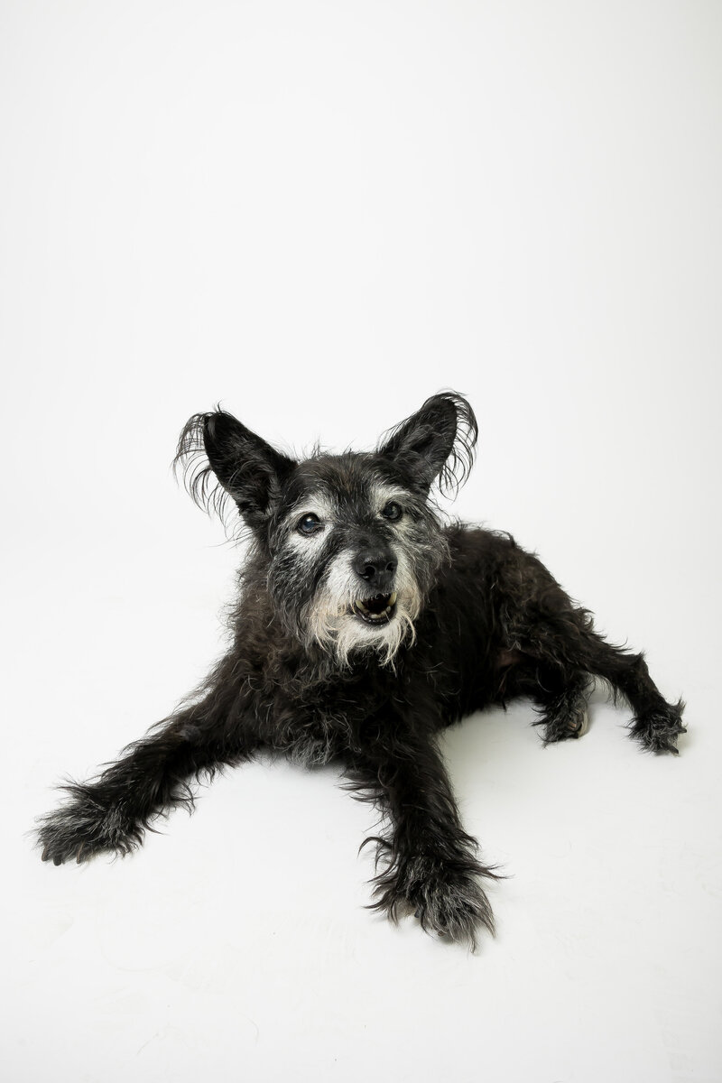 Elderly dog lays down on white backdrop for pet keepsake portraits.