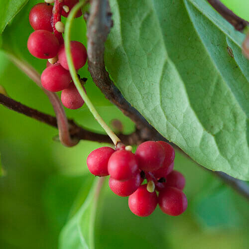 Schisandra-Fruit_500X500