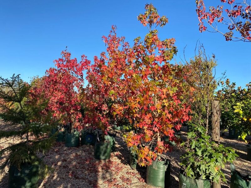 LIQUIDAMBAR STYRACIFLUA - mature trees sydney