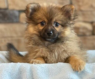 AUSSIEDOODLE