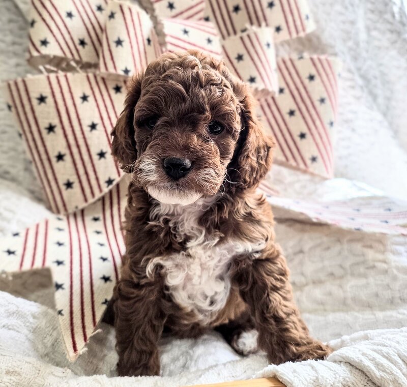 Curls & Camo Pups