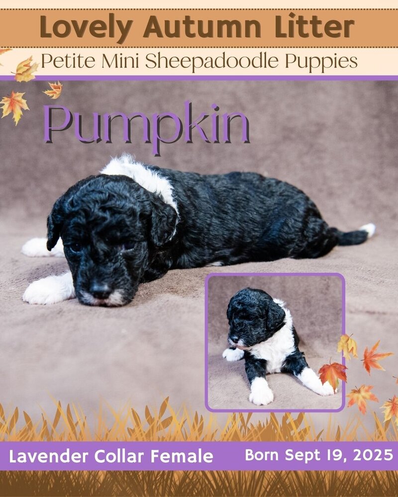 Autumn - Lavender Pumpkin Female
