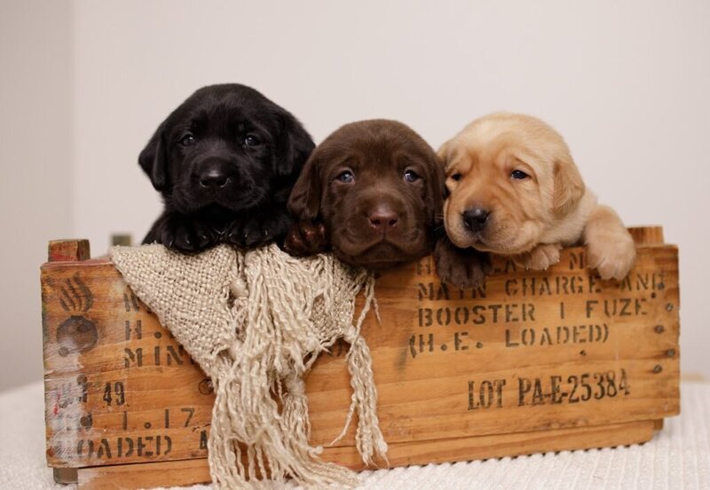 Picture of Labrador Puppies in Basket