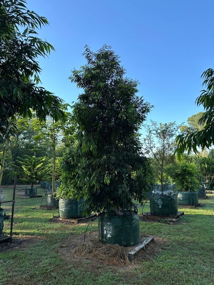 WATERHOUSEA FLORIBUNDA 'AMAROO' - Weeping Lilly Pilly