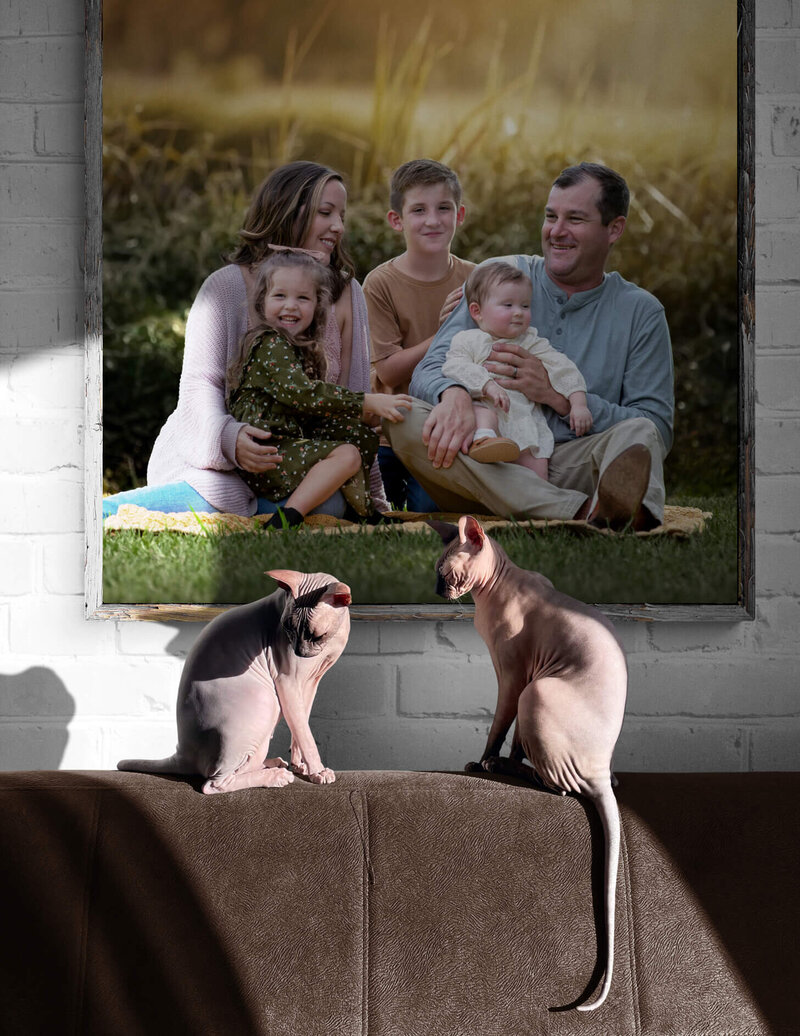 Family photography framed on the wall with two cats in the foreground.