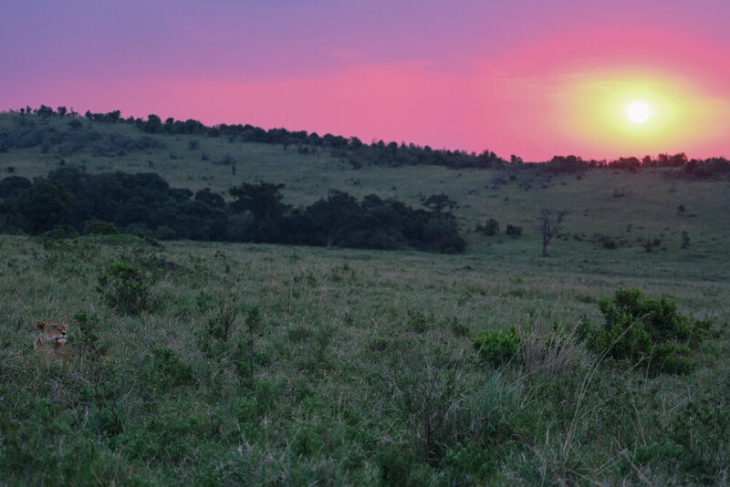 safariedited-534