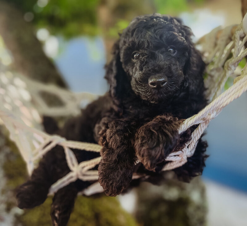 Salish Sea Miniature Poodles--107