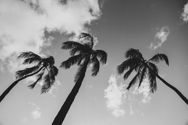 Black and white photo of three palm trees against the sky