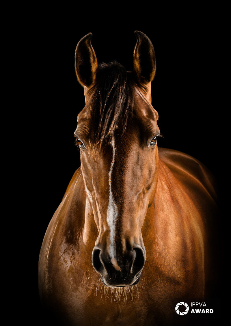 A head-on fine art portrait of a bay horse with white stripe on a black background